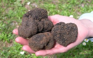 Tuber_aestivum