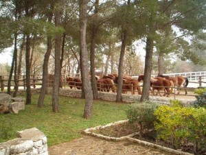 BANDO_ASTA_CAVALLI_DEL_17_MAGGIO_2017